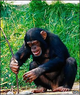 Chimpanzee_001.jpg