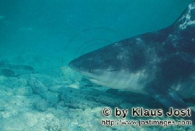 (b)A-Bull-Shark-(Carcharhinus-leucas)-is-swimming-only-a-few-centimetres-above-the-shallow-sea-bottom--A-small-sucker-fish-is-attached-to-the-shark-s-big-head-(-b)-_(00003006).jpg